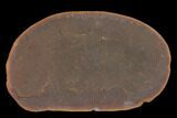Fossil Jellyfish (Essexella) In Ironstone, Pos/Neg - Illinois #120910-2